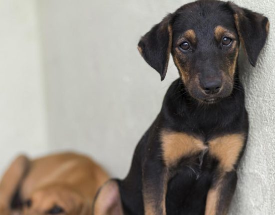 215000 de semnaturi pentru protectia animalelor
