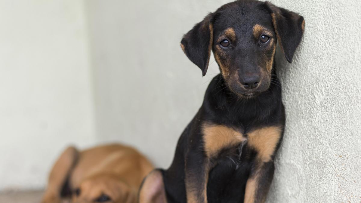 215.000 de semnături pentru protecția animalelor 1 215000 de semnaturi pentru protectia animalelor