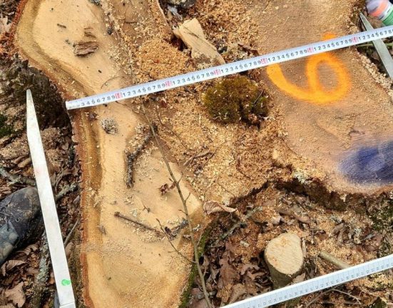 Diana Buzoianu anunta ca a identificat taieri ilegale in zona protejata Podisul Hartibaciului