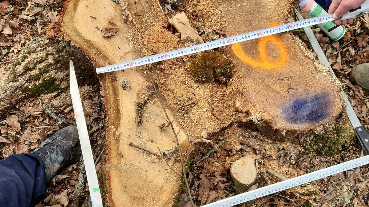 Diana Buzoianu anunta ca a identificat taieri ilegale in zona protejata Podisul Hartibaciului