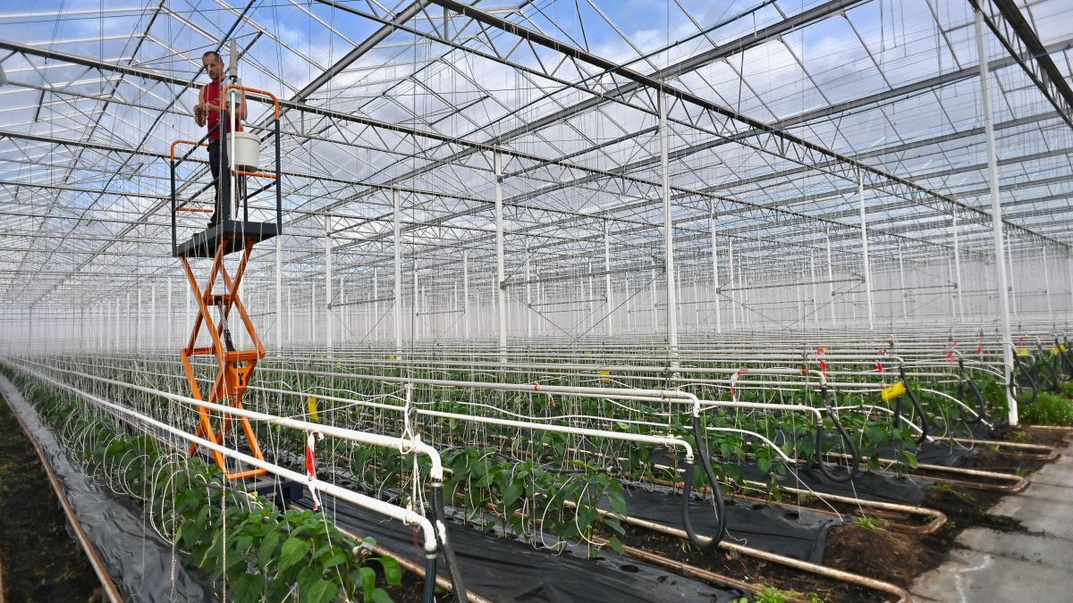 Noi informații despre taxa pe sere. Ministrul Agriculturii: "Termenul a fost prelungit. Proiectul va ajunge..." 1 noi informatii despre taxa pe sere ministrul agriculturii termenele a fost prelungit proiectul va ajunge