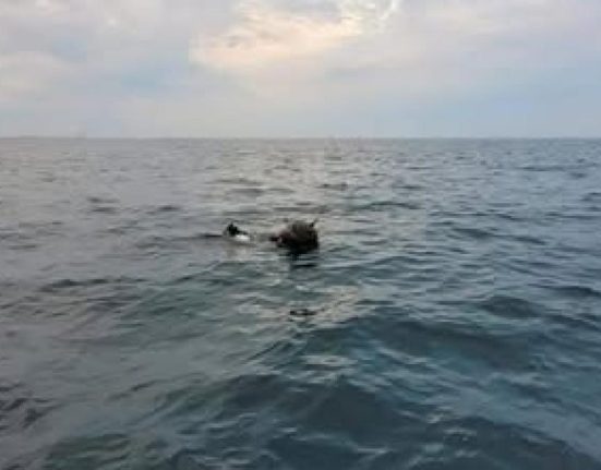 Disputa Romania Rusia privind originea minelor marine aflate in deriva in Marea Neagra Reactia MApN pentru