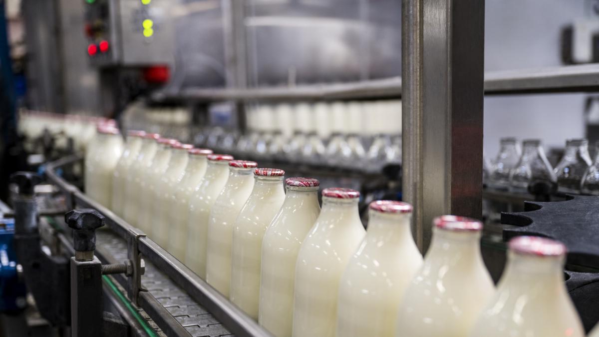 Laptele romanesc se retrage de pe piata fermierii vand in pierdere iar importurile suprasaturaza productia