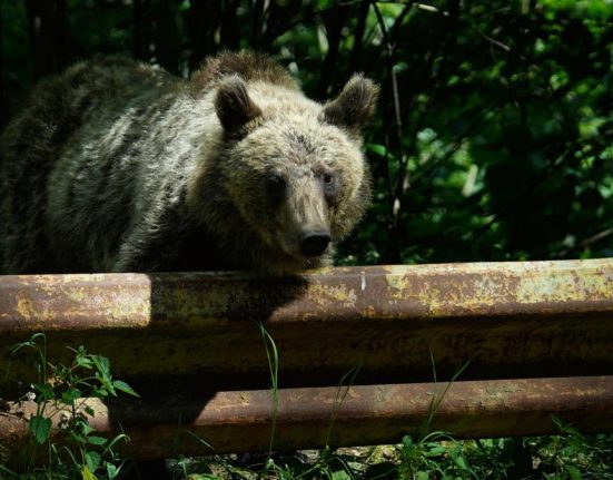 Romnia ar putea vna de dou ori mai muli uri Buzoianu Ar fi fost o soluie pentru o nevoie real nu
