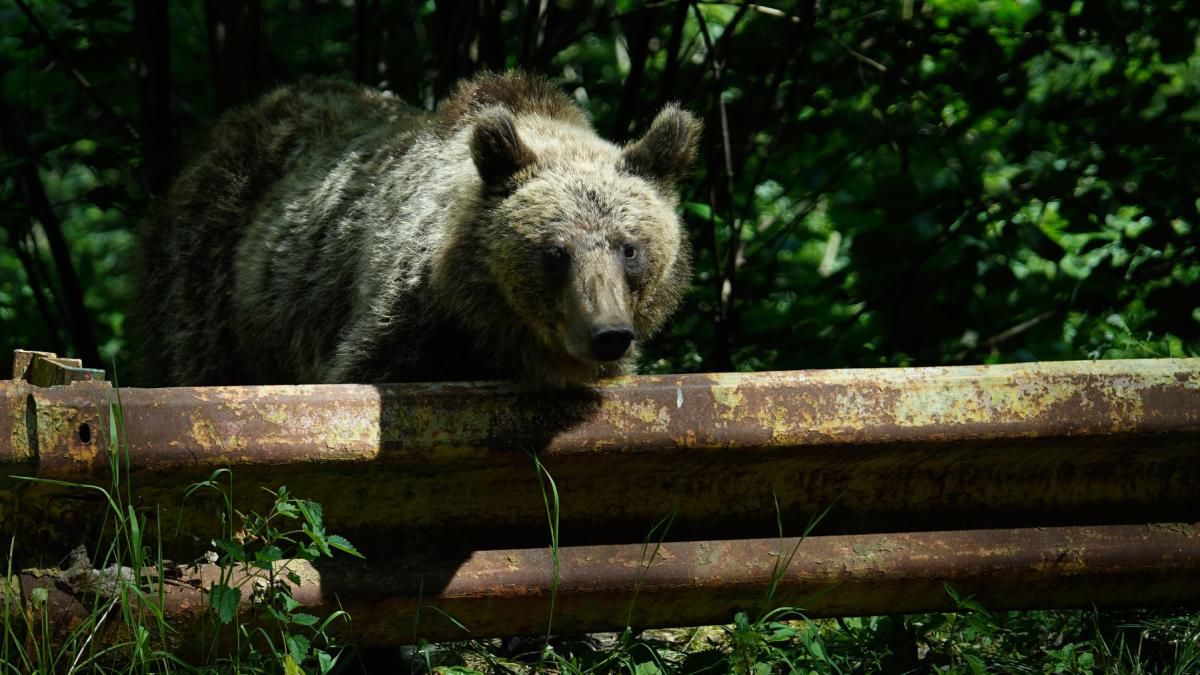 Romnia ar putea vna de dou ori mai muli uri Buzoianu Ar fi fost o soluie pentru o nevoie real nu