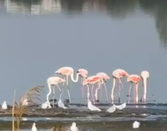 Lacul din România cu flamingo roz. Păsările atrag vizitatori: „Vor deveni rezidente”