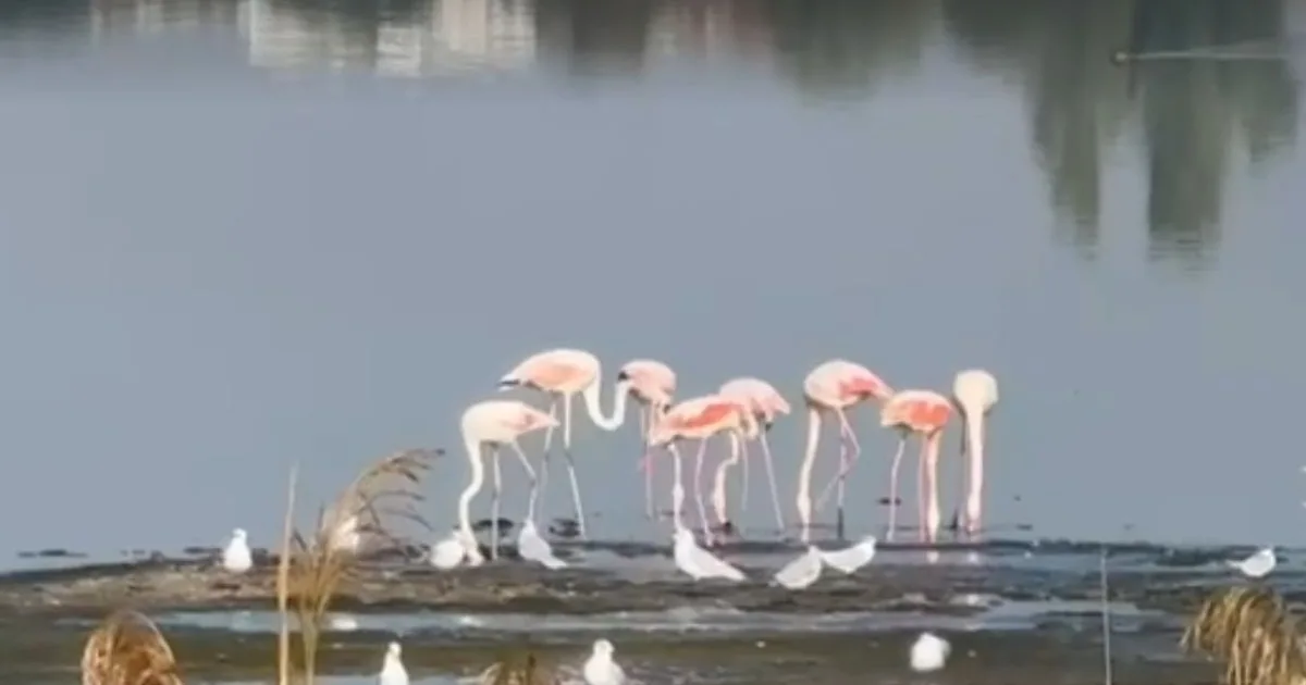 Lacul din România cu flamingo roz. Păsările atrag vizitatori: „Vor deveni rezidente” 1 Lacul din România cu flamingo roz. Păsările atrag vizitatori: „Vor deveni rezidente”