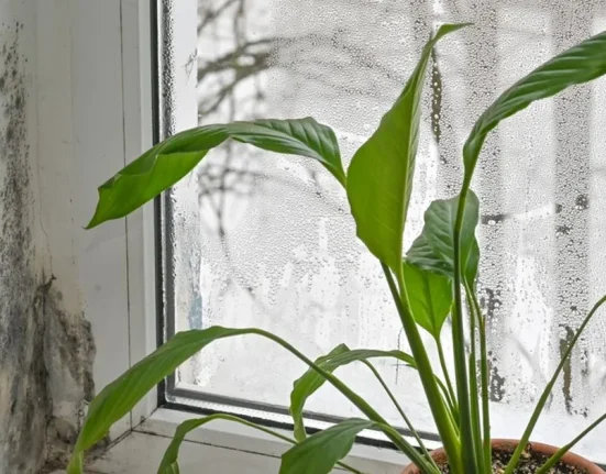 Plante de apartament care reduc umiditatea. Flori pentru a preveni mucegaiul