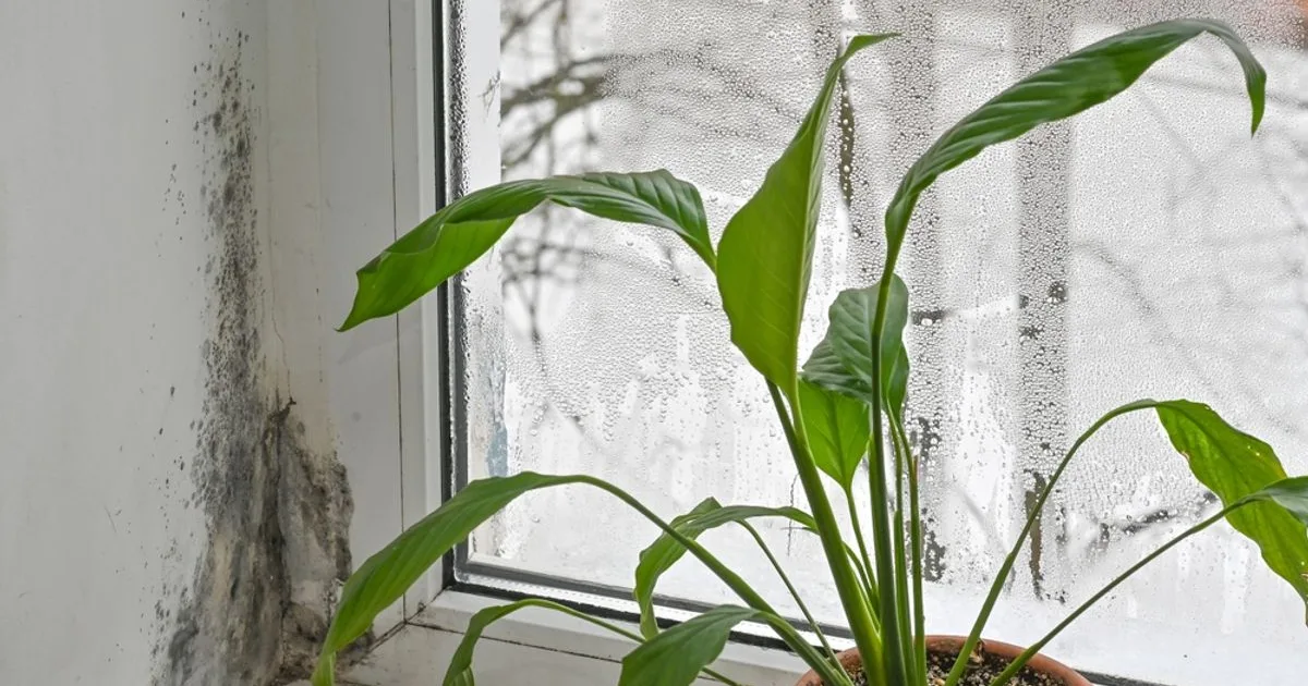 Plante de apartament care reduc umiditatea. Flori pentru a preveni mucegaiul 1 Plante de apartament care reduc umiditatea. Flori pentru a preveni mucegaiul